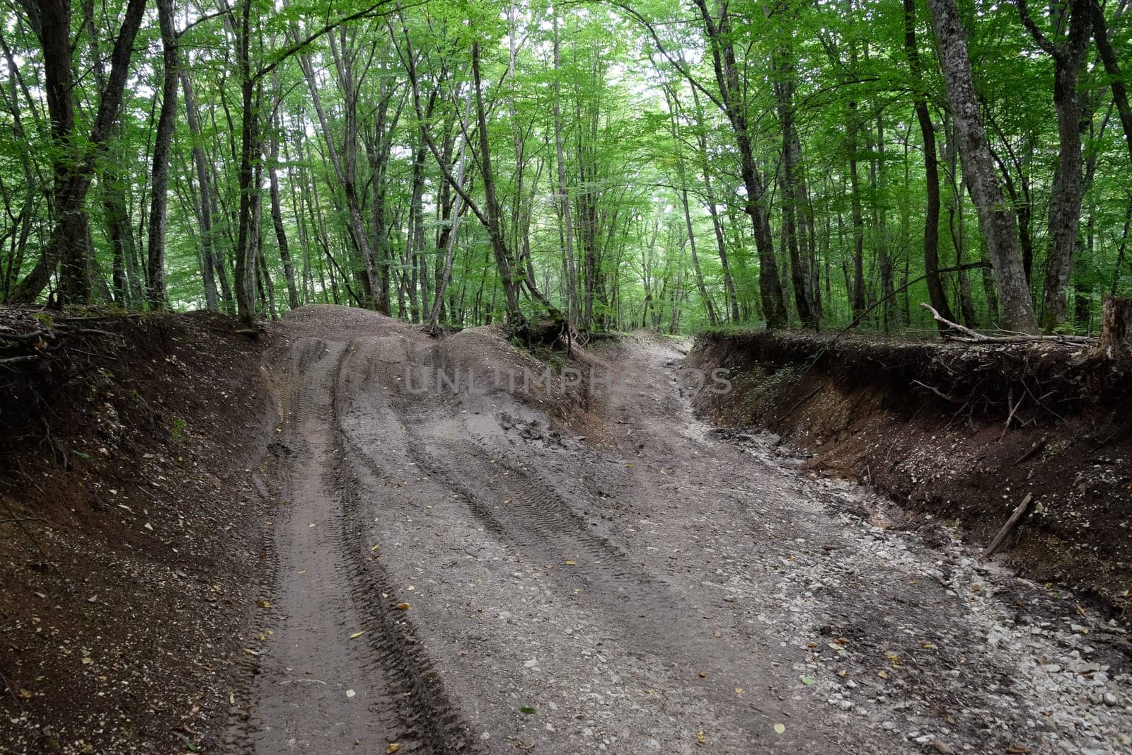 Mountain road in the forest. Shapsugsky forest.