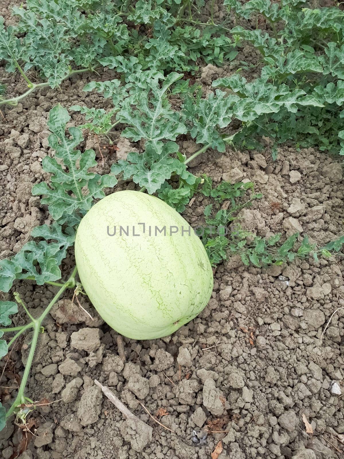 An unripe watermelon on the bed. White watermelon.