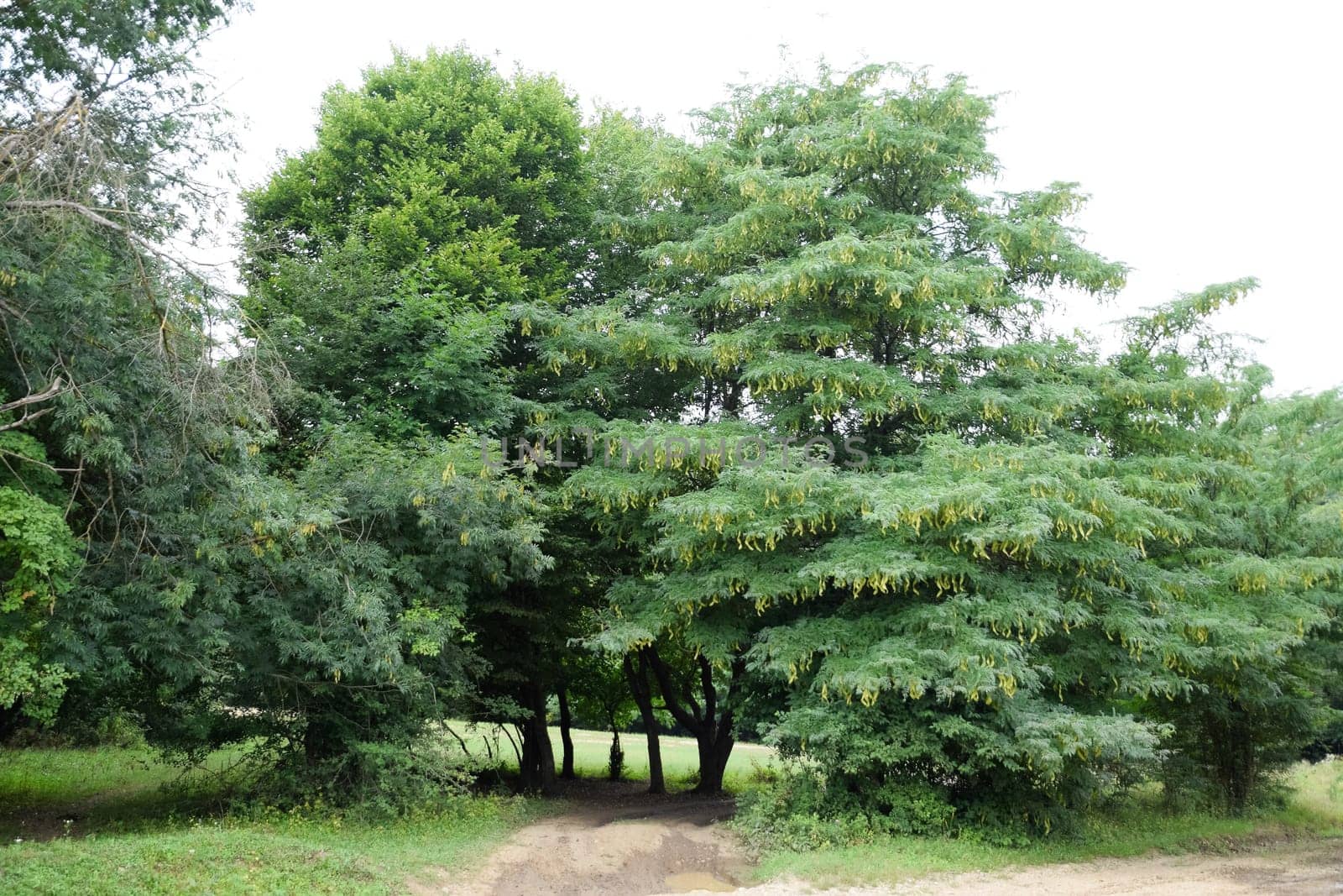 Gleditsia triacanthos. A tree in a forest in the Caucasus.