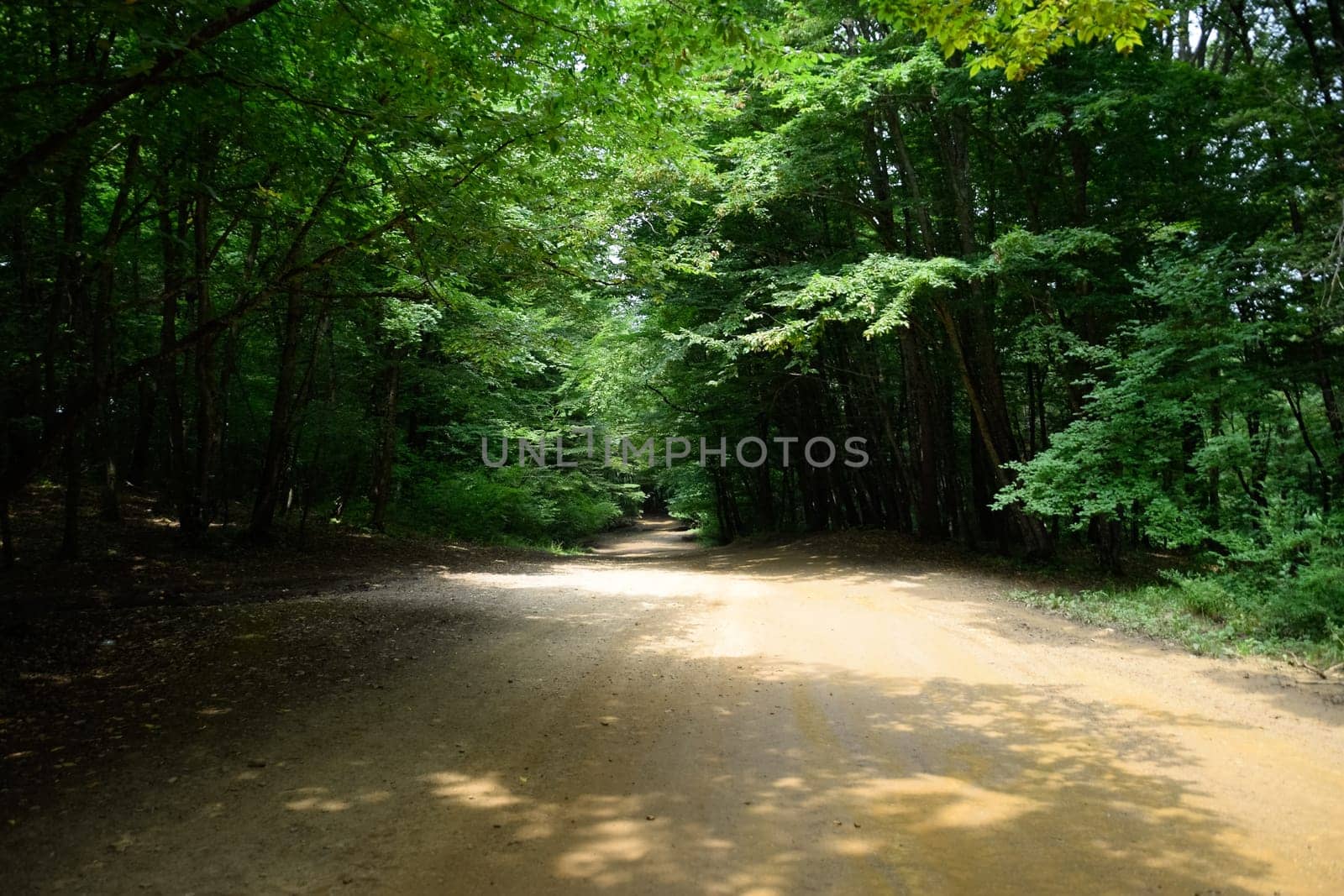 Mountain road in the forest. Shapsugsky forest.