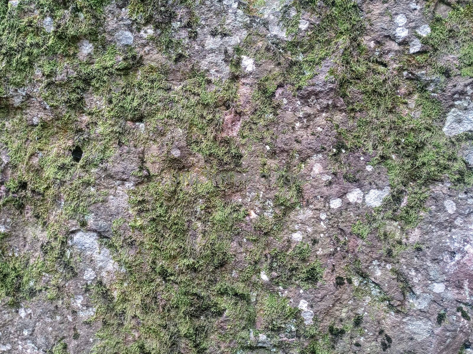 Green moss on the rock. A stone overgrown with a bhomme