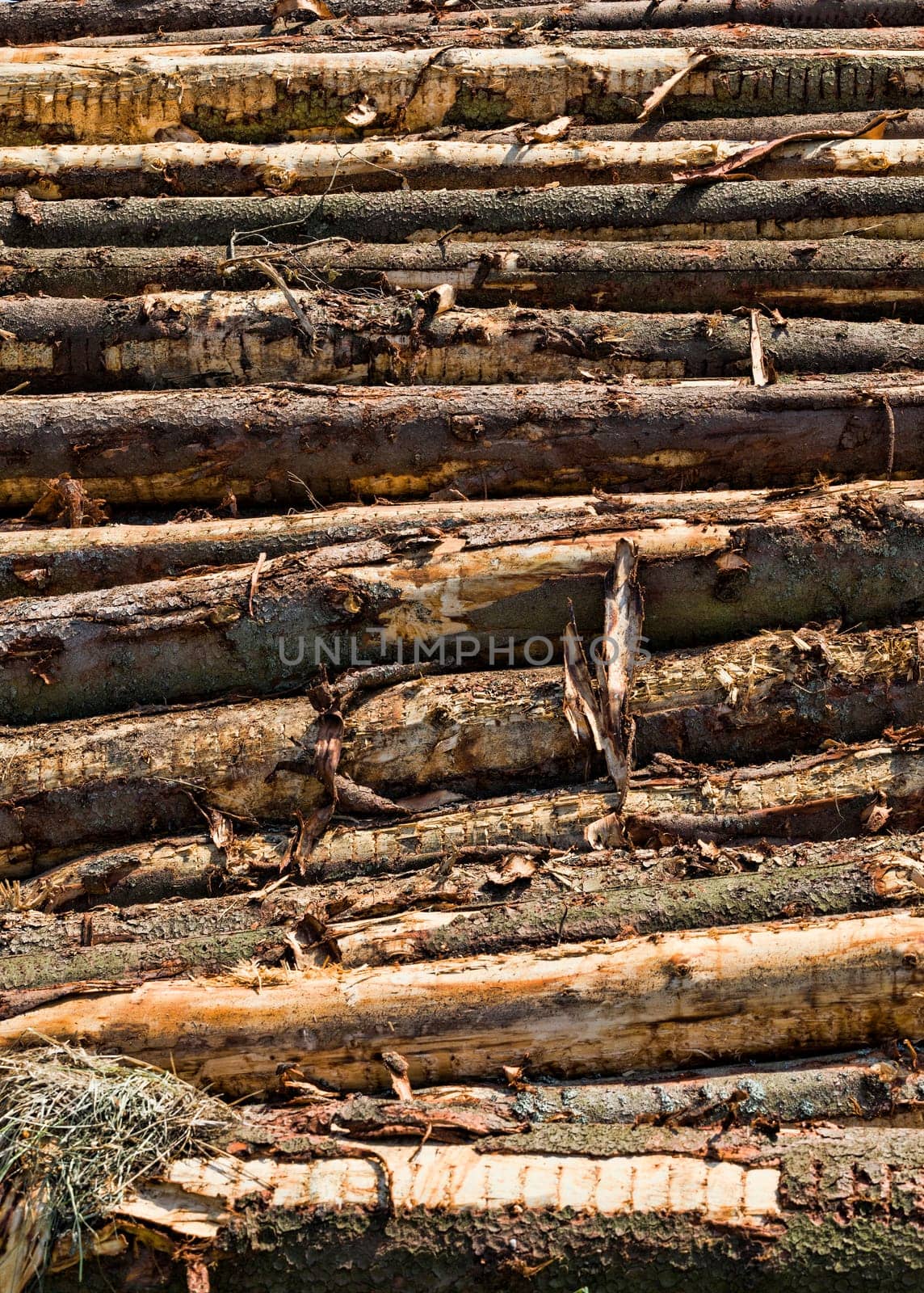 hardwoods cut down on an industrial scale during logging, Europe forest