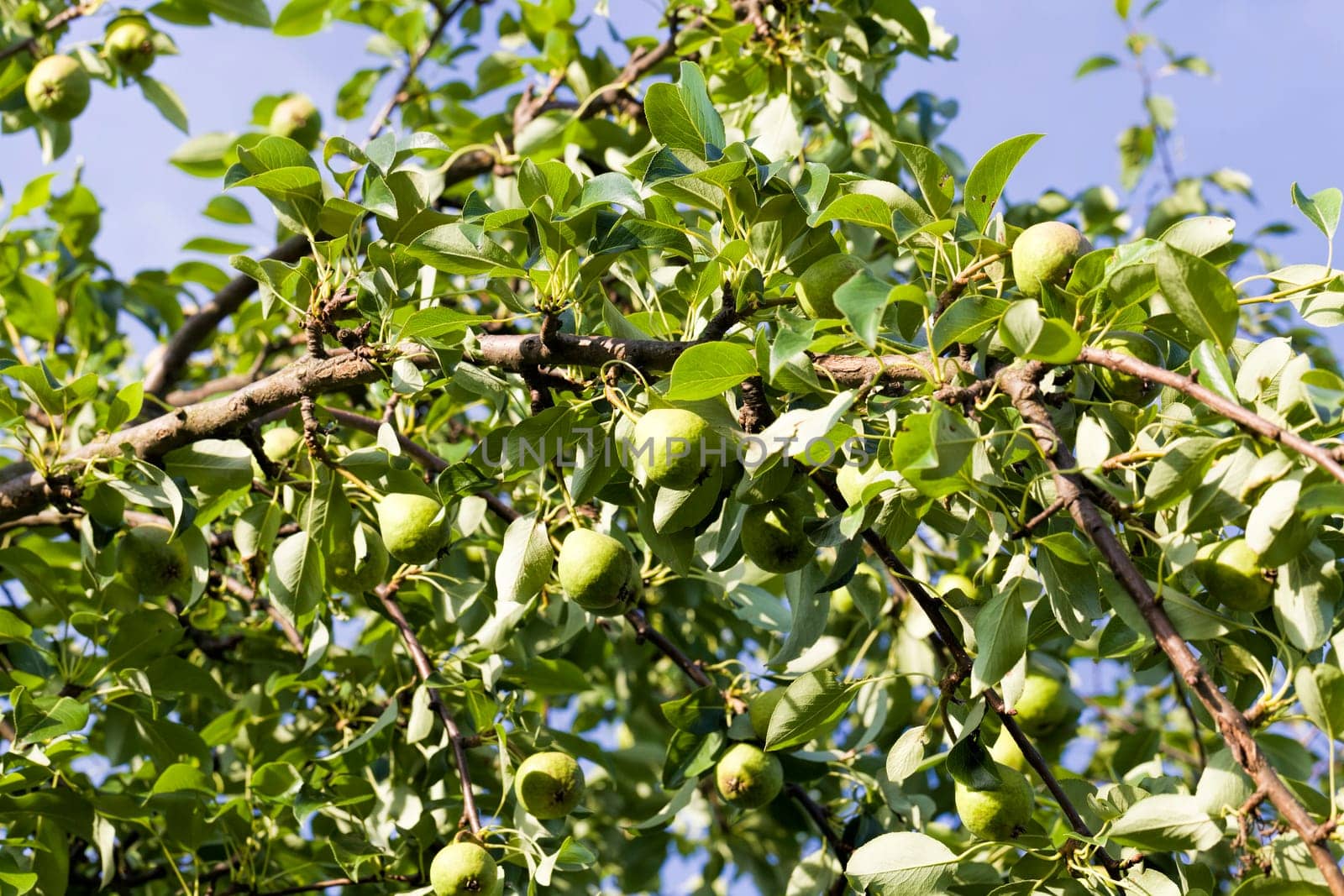 apples on the branches of the tree, the crop of apples on the branches of Apple trees in the orchard