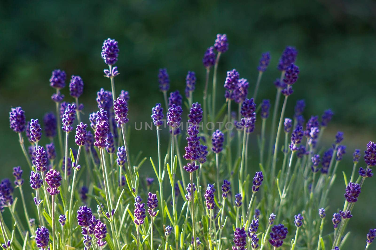 lavender flowers in the garden