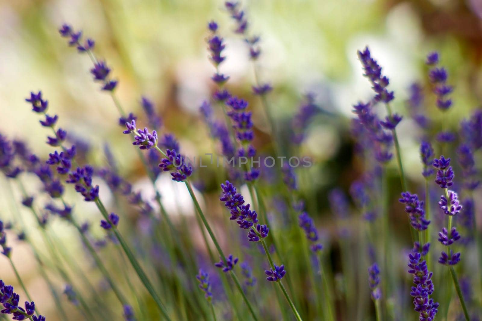 lavender flowers in the garden
