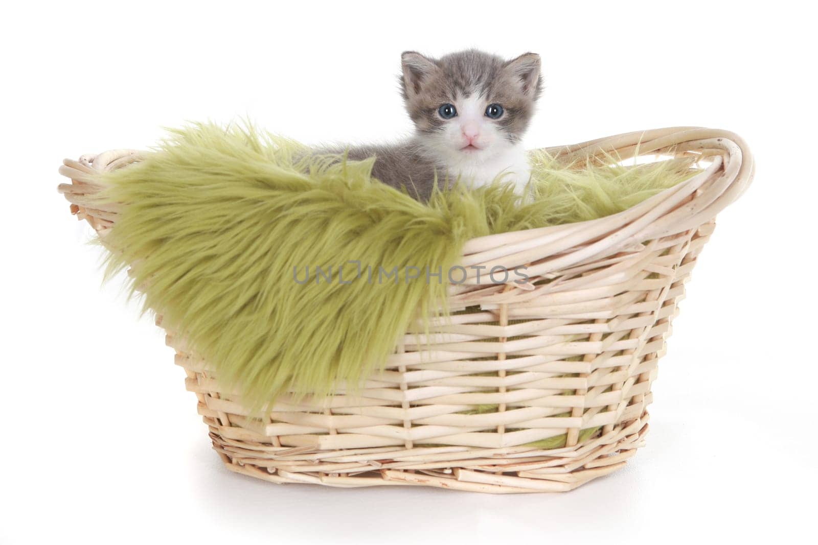 Cute Little Kitten Portrait in Studio on White Background
