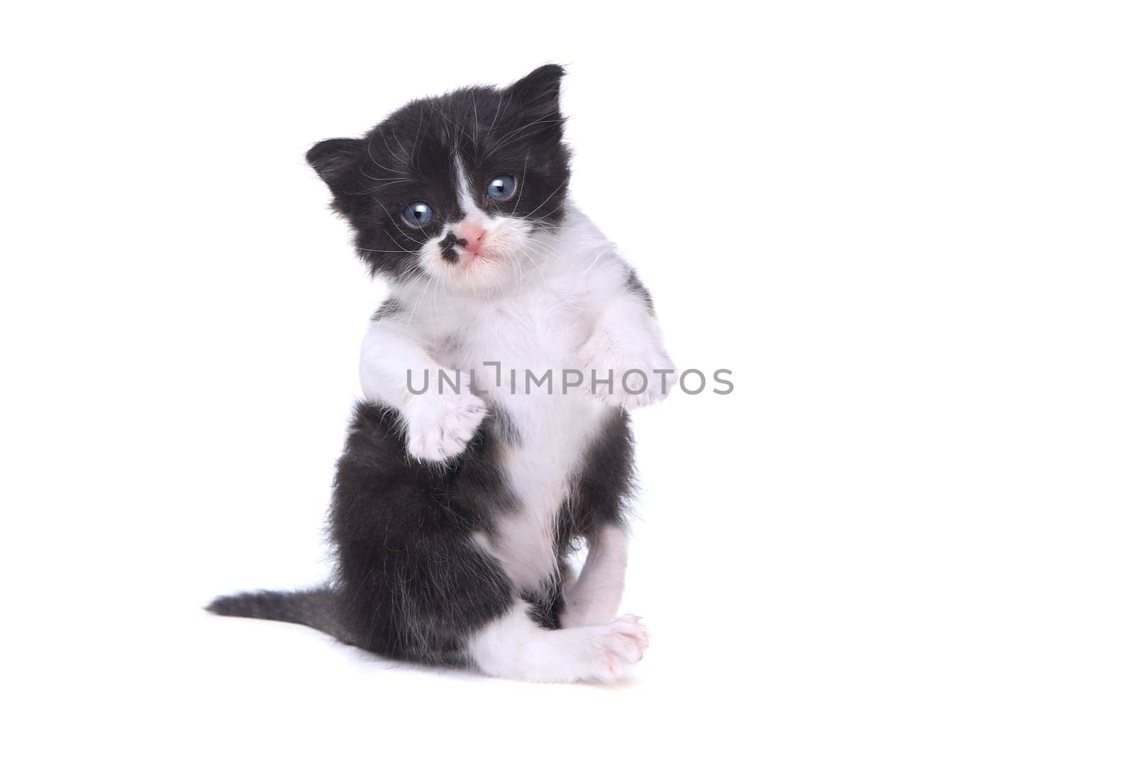 Adorable Baby Tuxedo Style Kitten On White Background