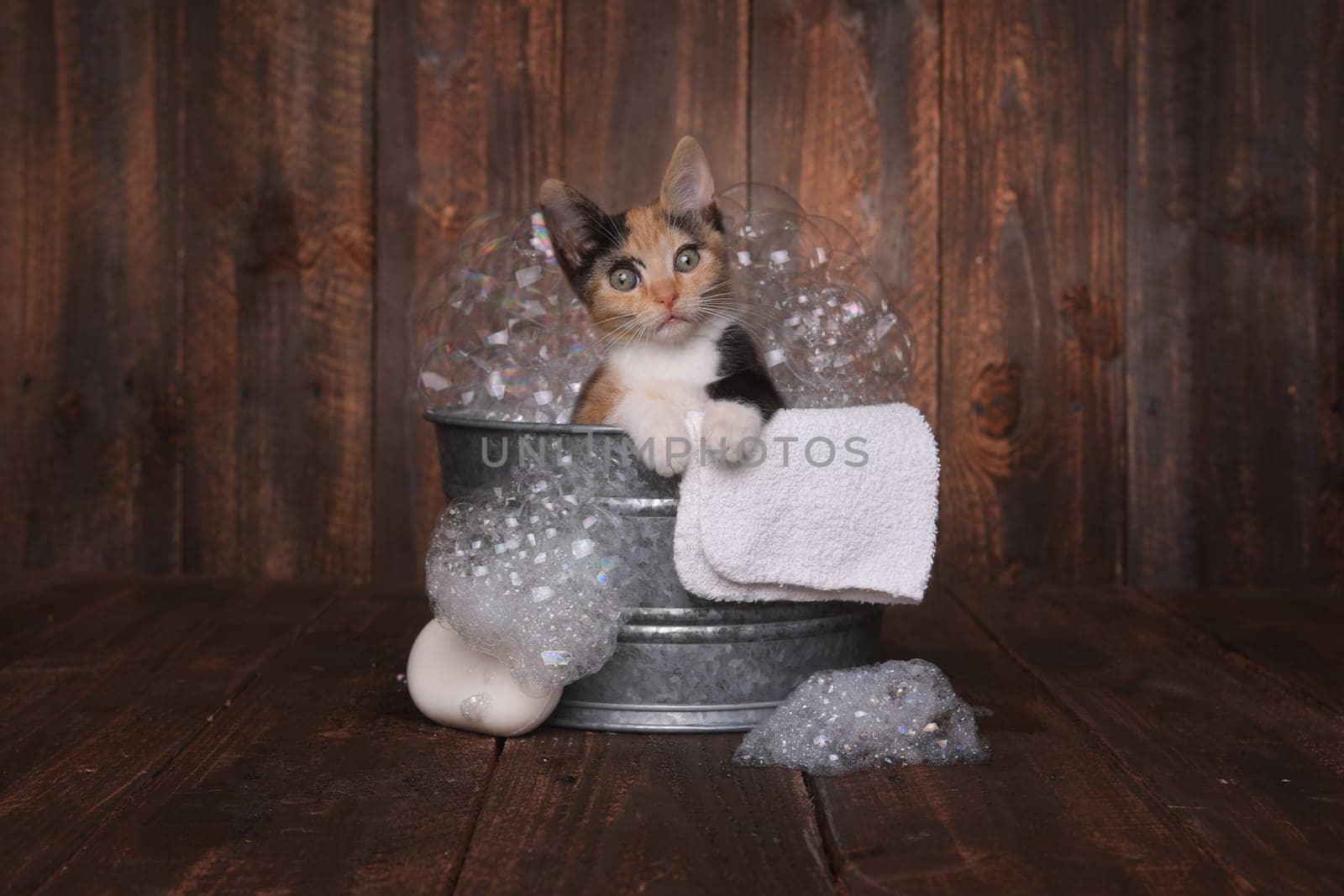 Cute Kitten in Washtub Getting Groomed By Bubble Bath