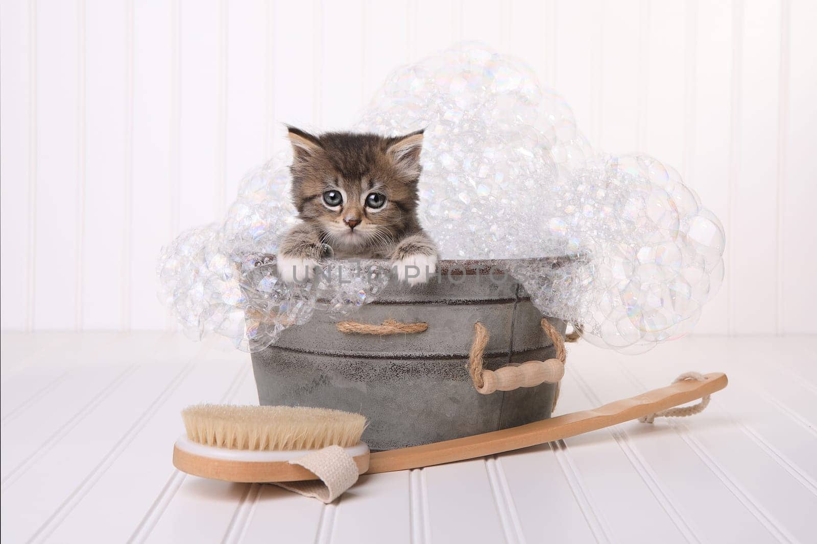 Kitten in Washtub Getting Groomed By Bubble Bath
