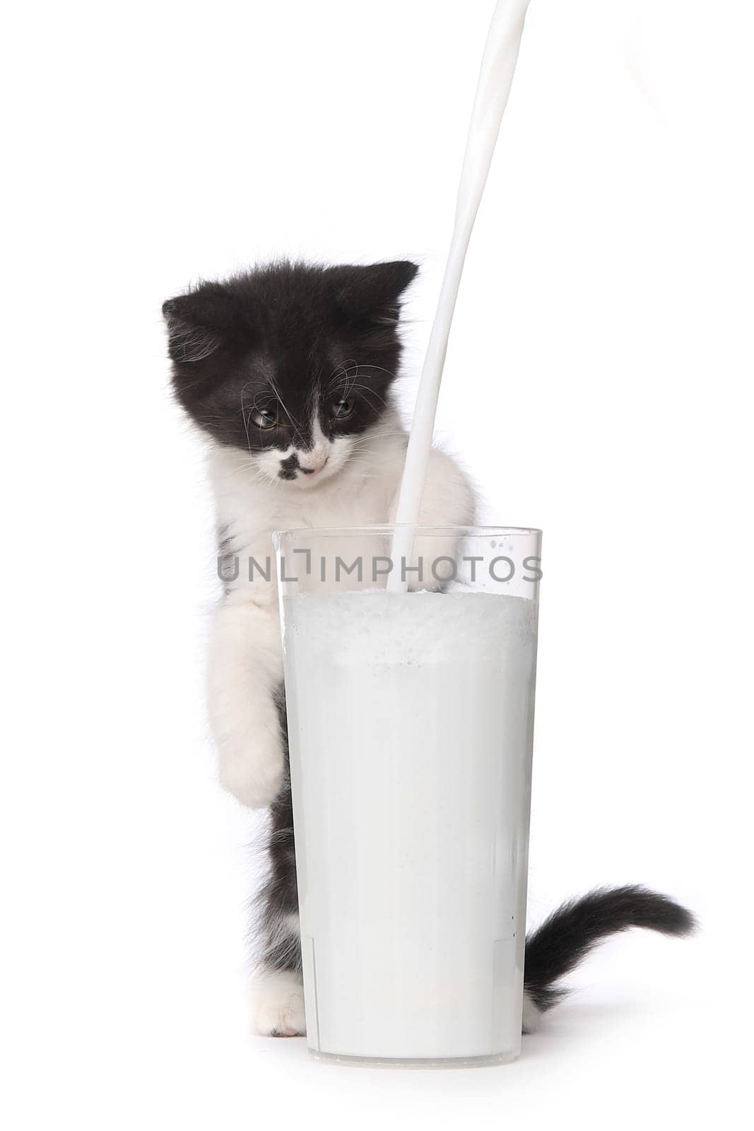 Adorable Kitten Watching Milk Pour Into a Glass