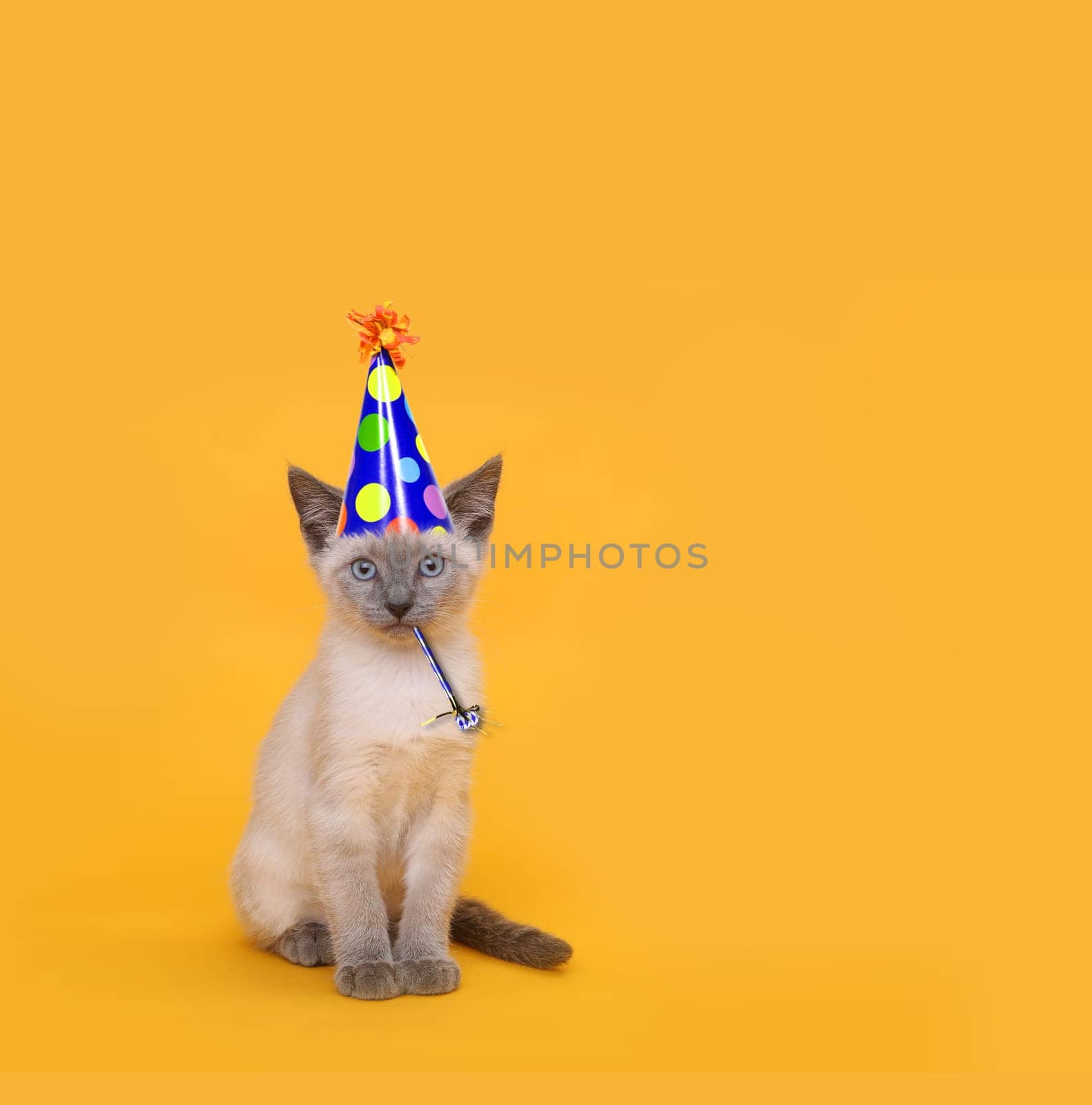 Siamese Party Cat Wearing Birthday Hat
