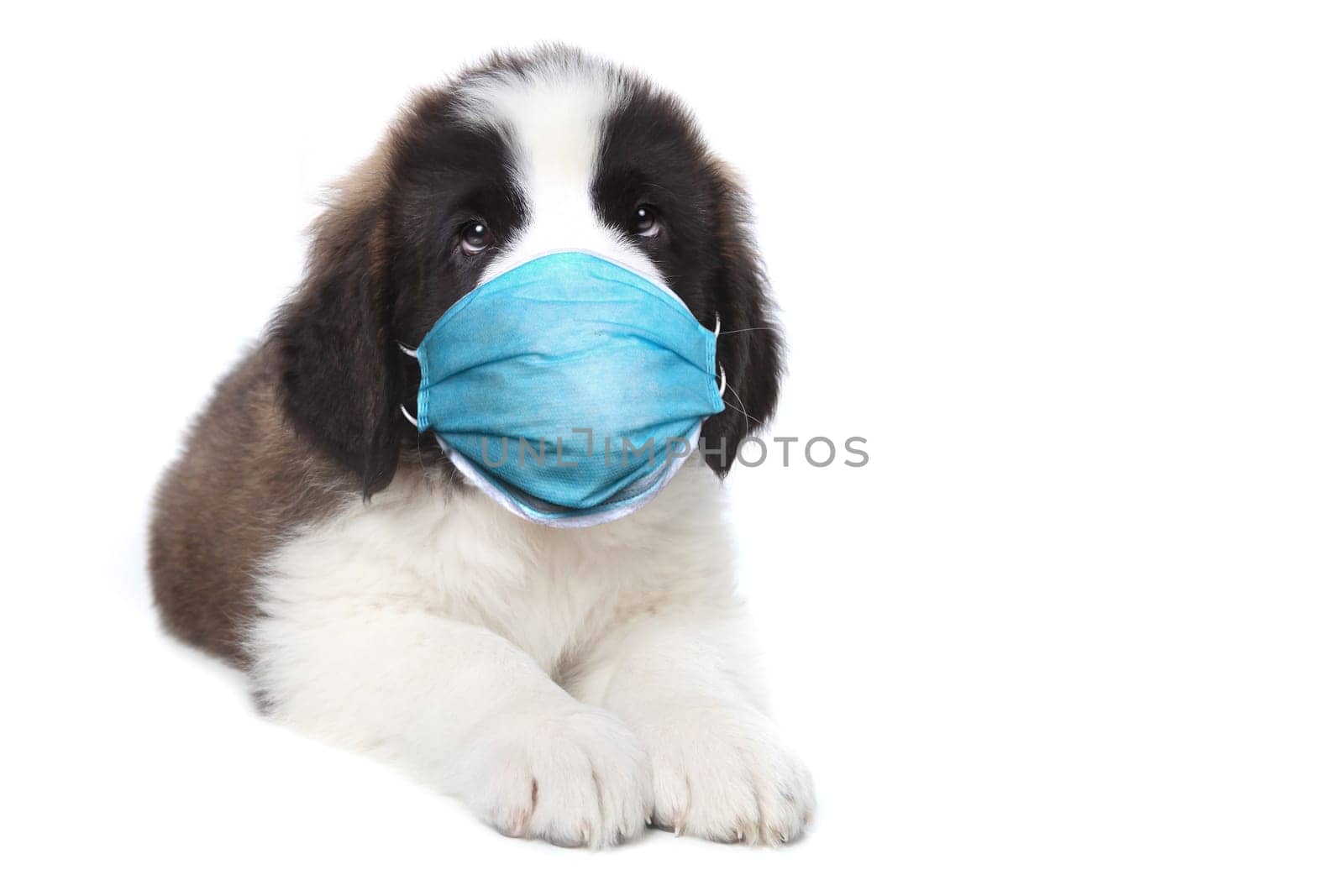 Adorable Saint Bernard Puppy Sitting Wearing PPE Mask