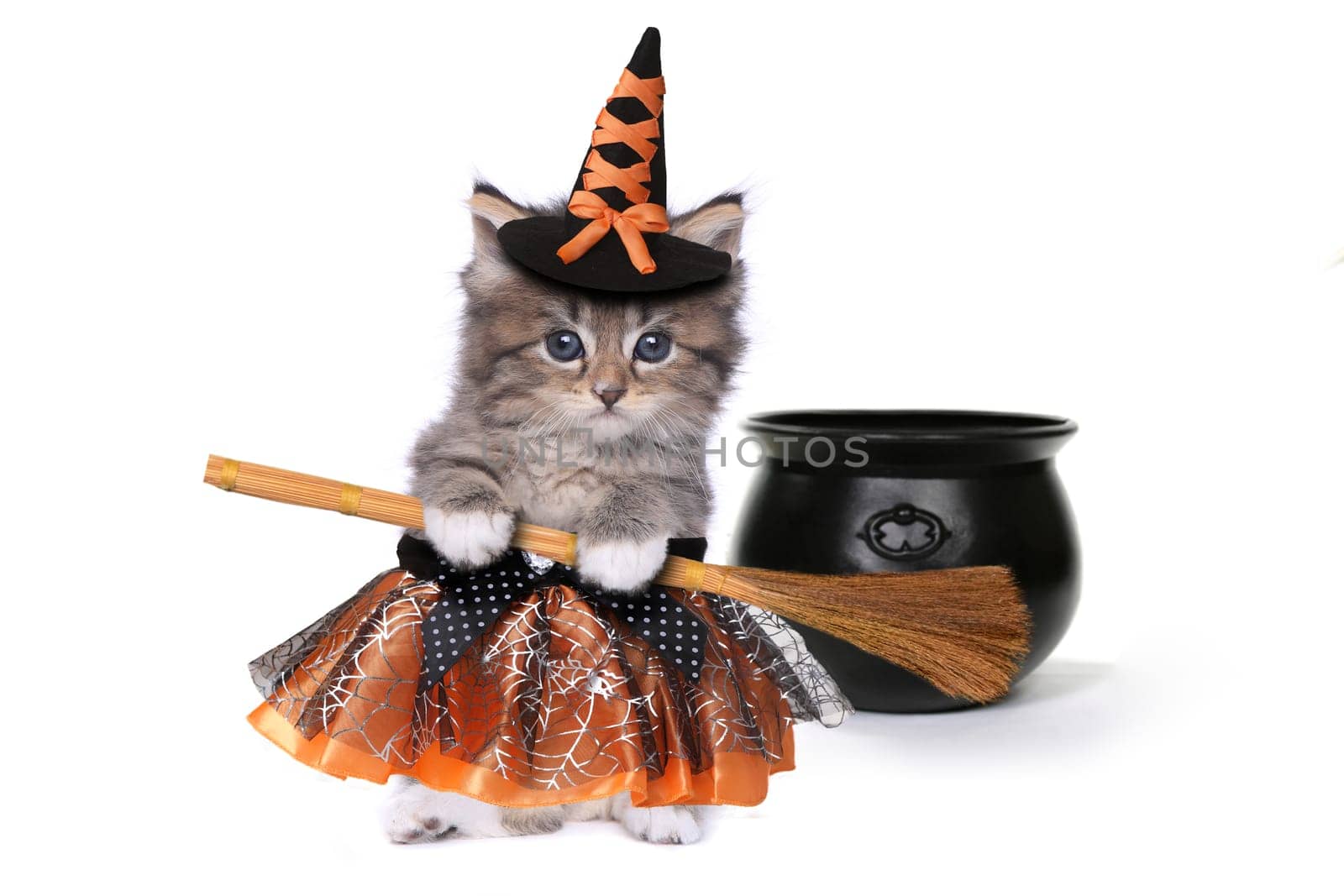 Funny Halloween Witch Themed Kitten