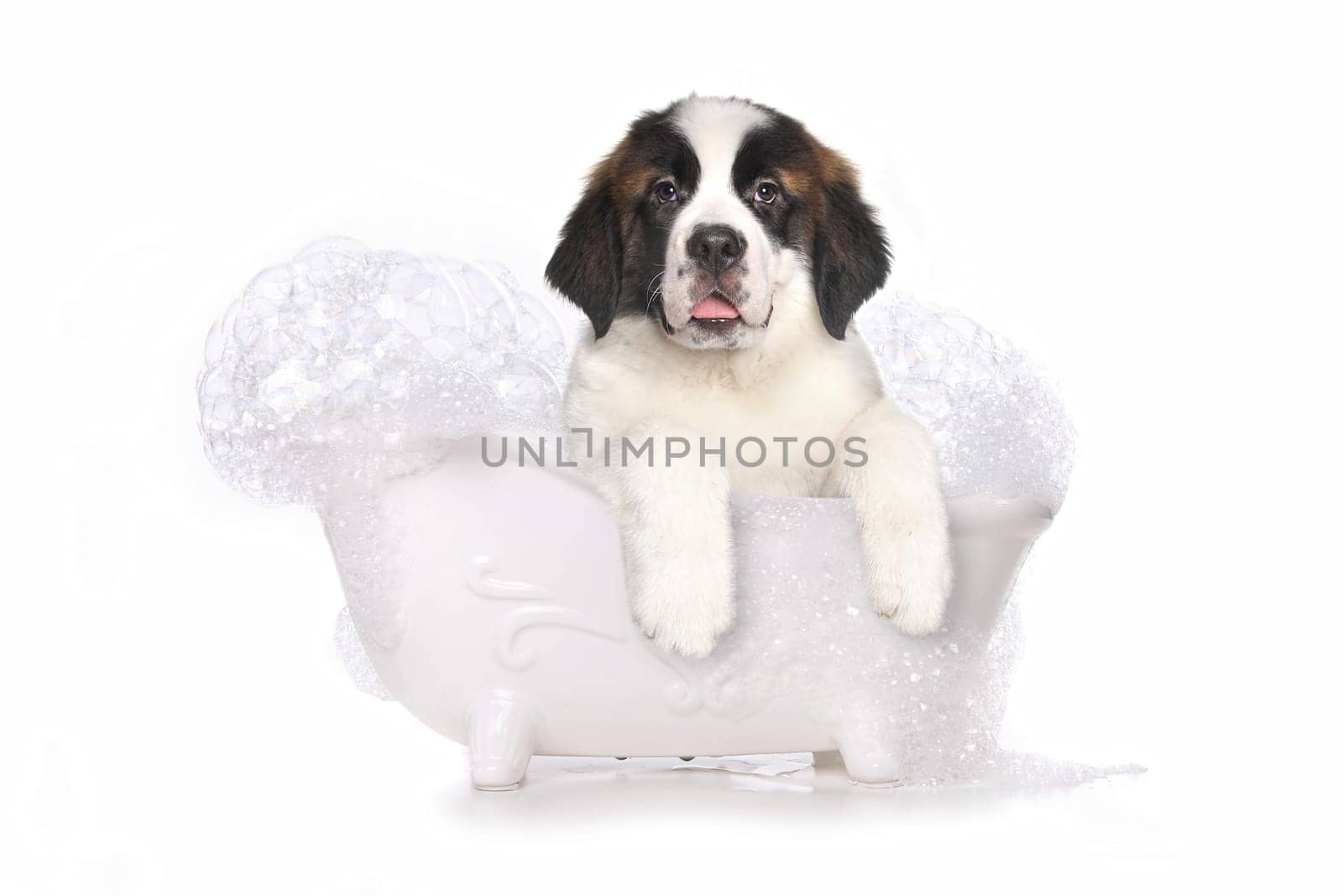 Adorable Saint Bernard Puppy With Sweet Expression