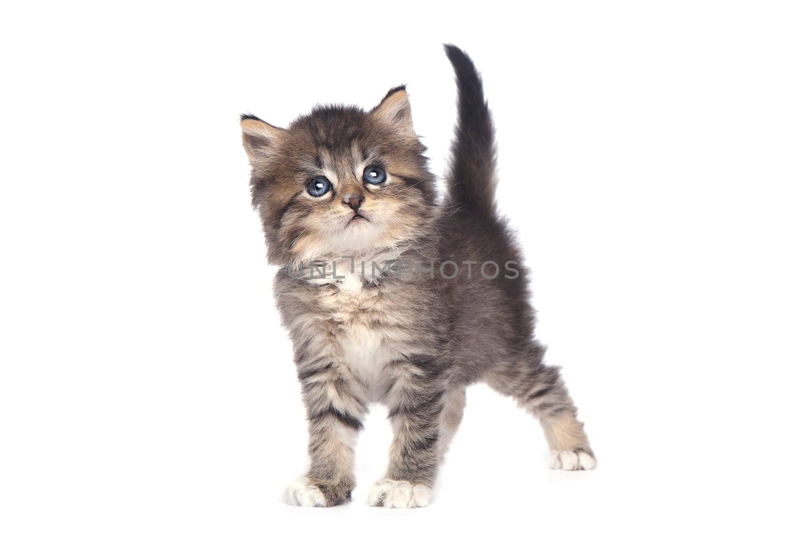 Sweet Tiny Kitten on a White Background