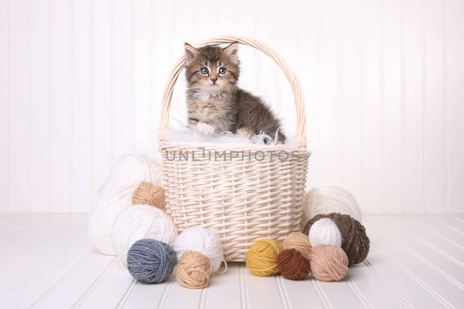 Little Cute Kitten in a Basket With Yarn on White