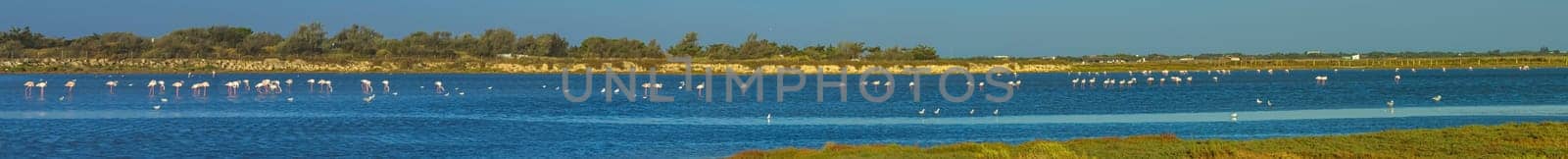 Greater flamingos, phoenicopterus roseus, landscape scenic in Camargue, France