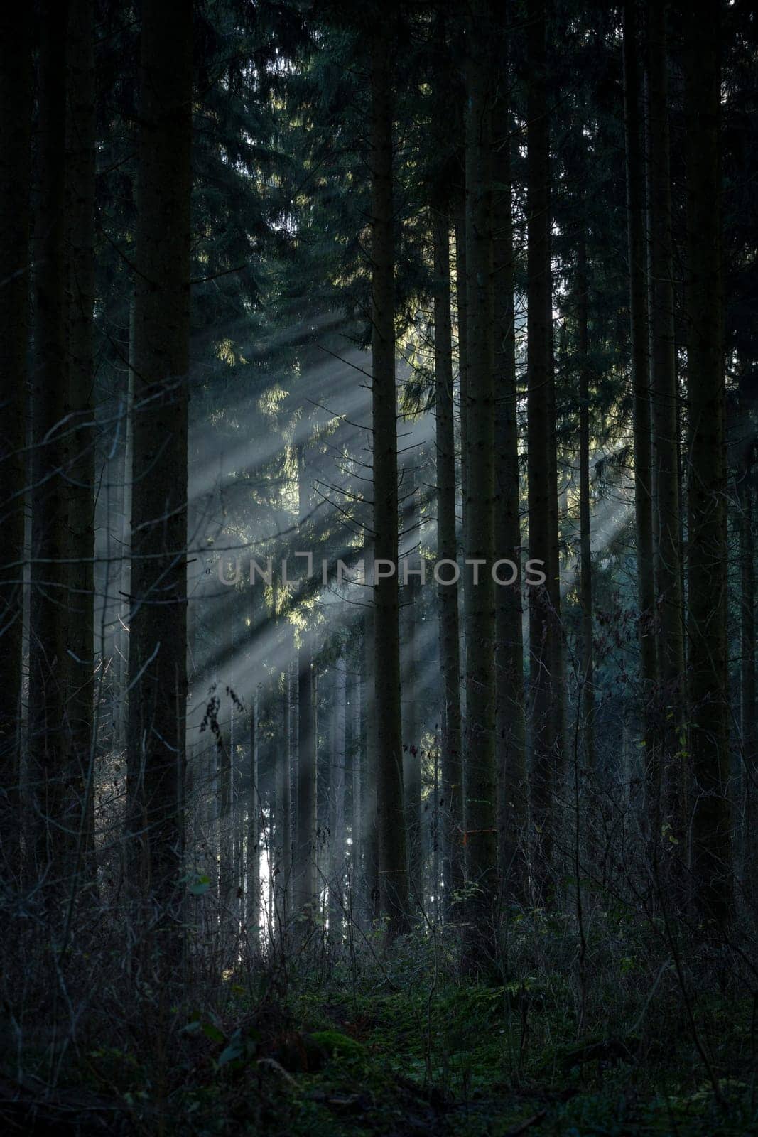 Sun rays made visible by the morning fog in the dark forest.