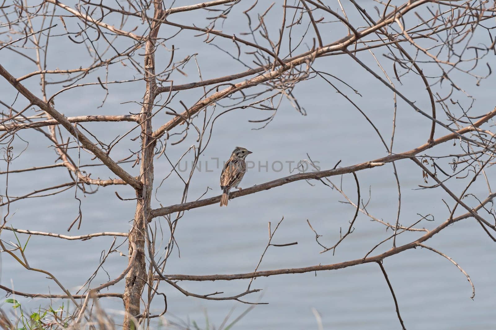 Vesper Sparrow Singing in a Tree in the San Bernard Wildlife Refuge in Texas