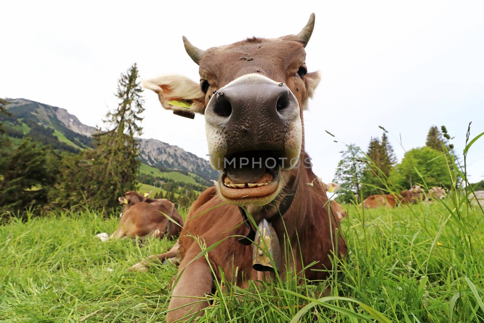 Funny photo of a cow with horns and bell with open mouth in the mountains