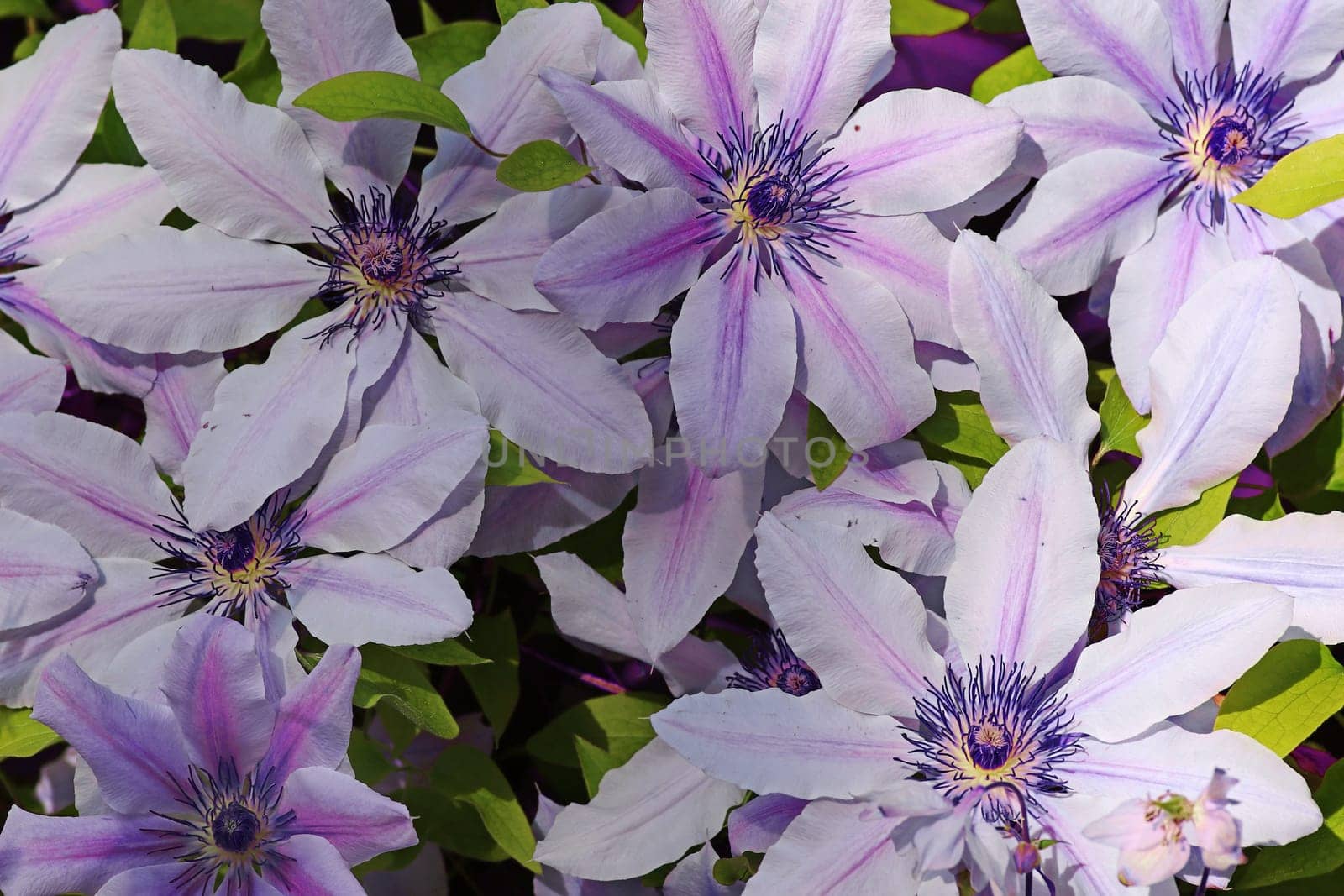 Pink and purple large clematis flowers in spring and summer