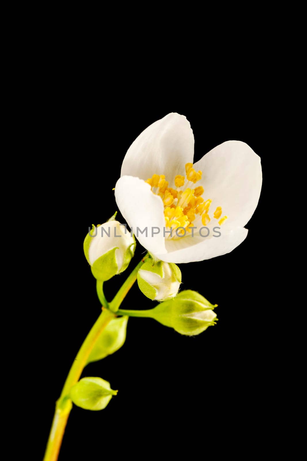 Studio close-up with an aperture of 16 three moistened buds from a European pipe bush (lat.: philadelphus coronarius) with single freshly opened buds and a leaf leaves out of focus on a black background.