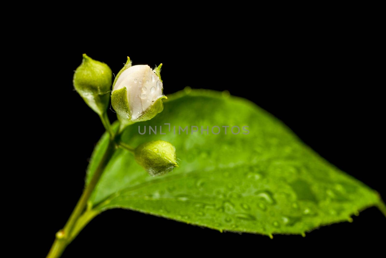 Studio close-up with an aperture of 16 three moistened buds from a European pipe bush (lat.: philadelphus coronarius) with single freshly opened buds and a leaf leaves out of focus on a black background.