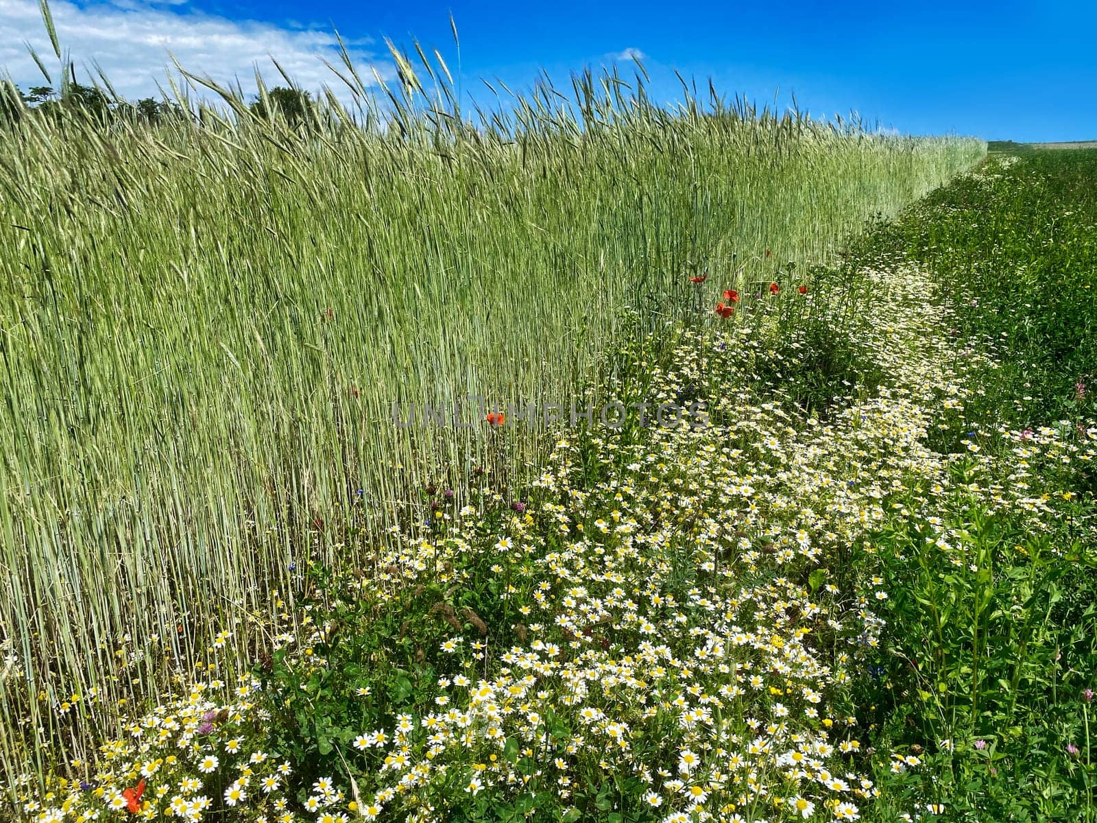 Grain field in summer, meadow with poppy and daysy flowers