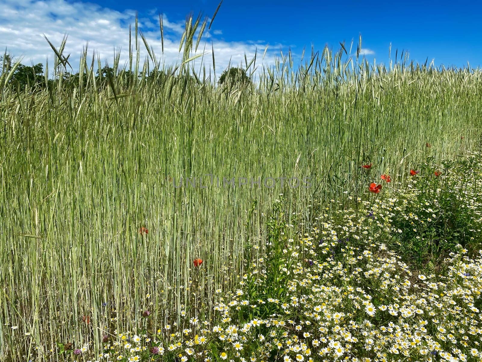 Grain field in summer, meadow with poppy and daysy flowers