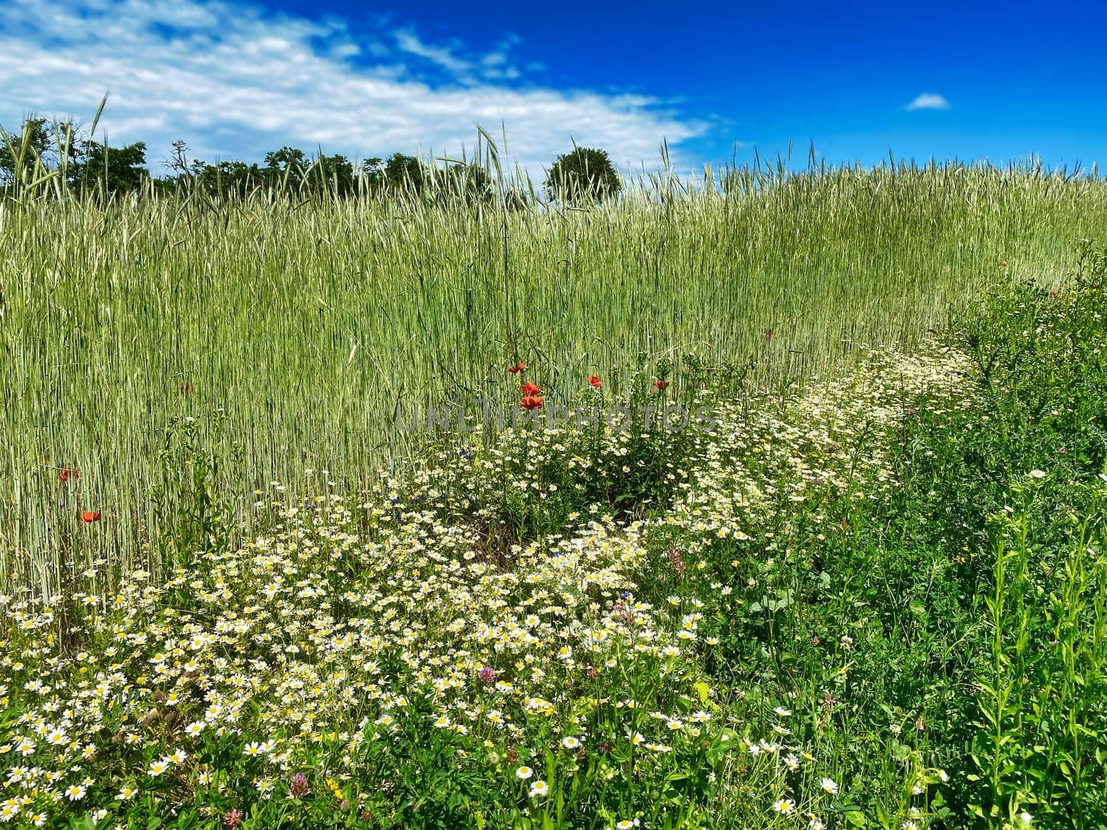 Grain field in summer, meadow with poppy and daysy flowers