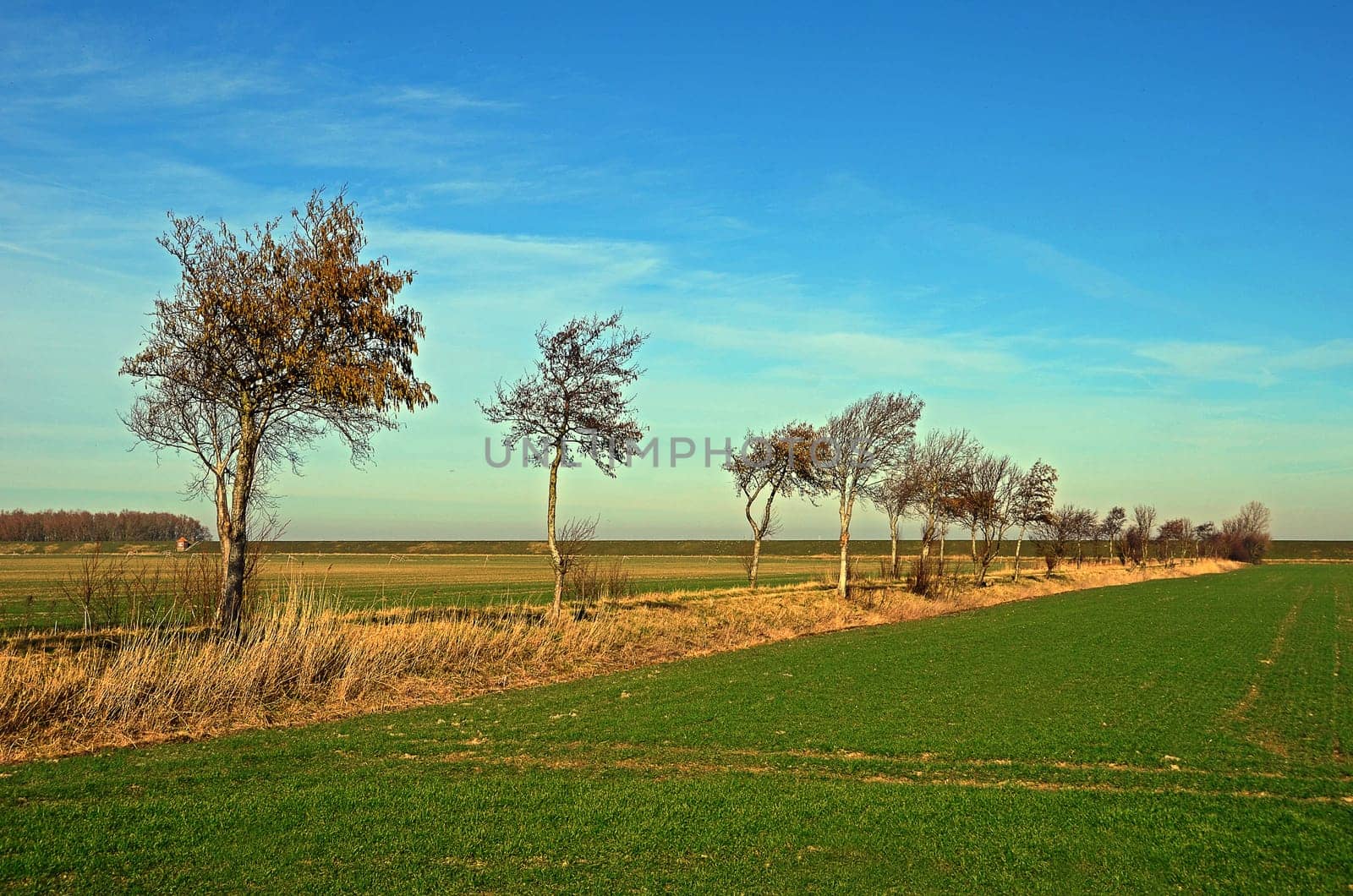 Landscape