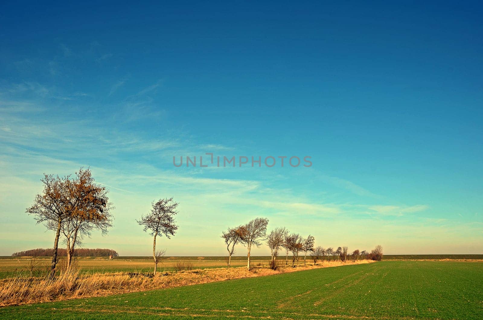 Landscape