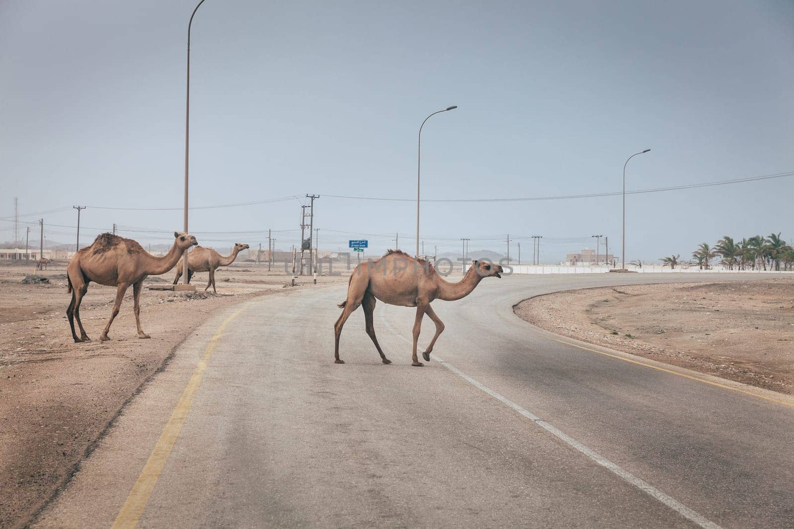 Herd of wild camels is crossing the road near Salalah, Oman