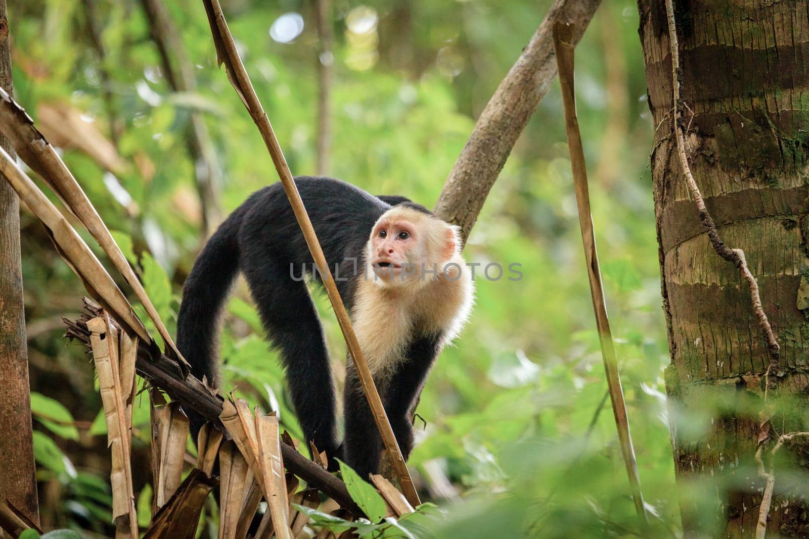 Capuchin monkey in a tropical forest in Costa Rica