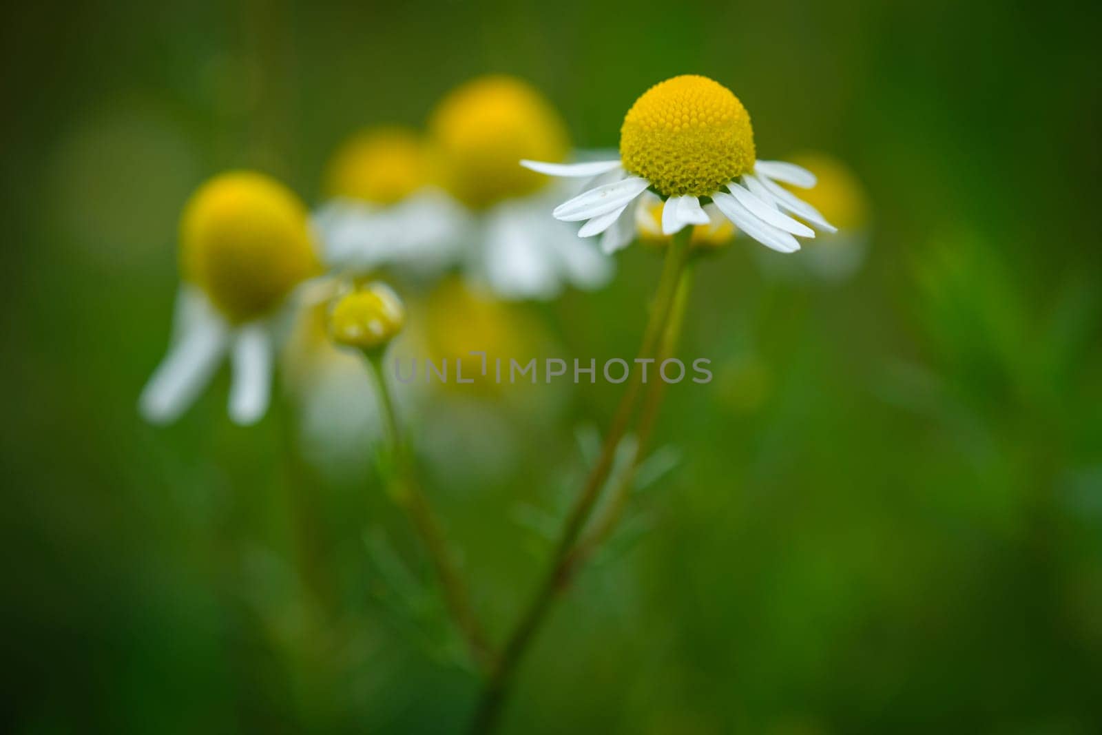 Flower of chamomile closeup on green meadow