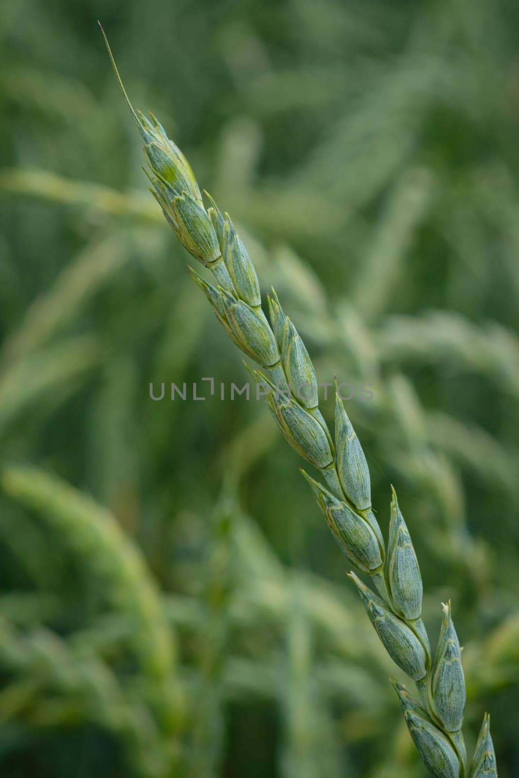 Green stalk of wheat growth close-up