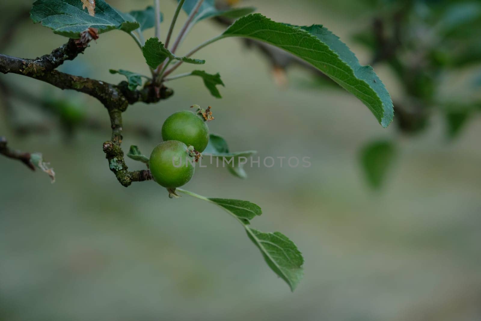 Young green apples at a twig closeup