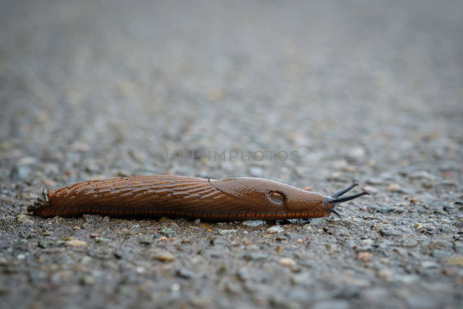 Lusitanian slug (Arion vulgaris) animal gastropod closeup