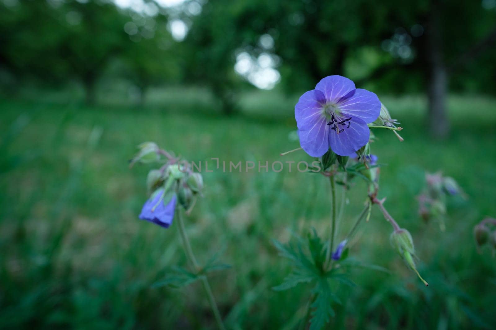 Violett flower of meadow crane's bill (Geranium pratense) on green meadow closeup