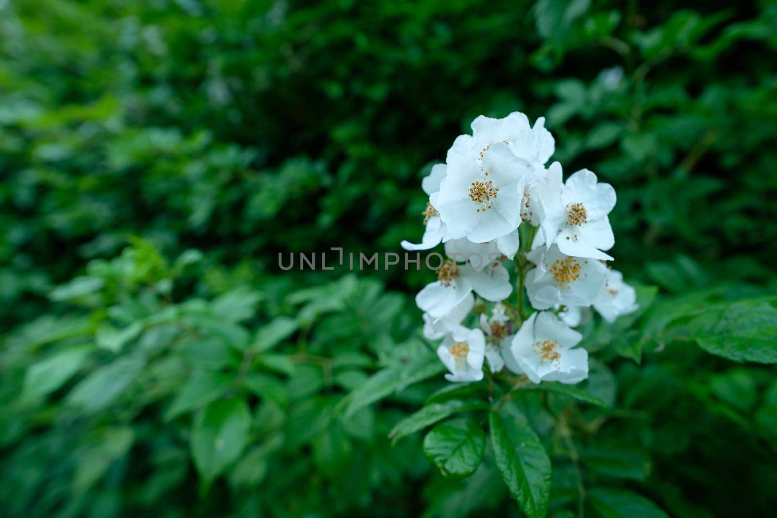 Potato rose (Rosa rugosa) with white flowers closeup