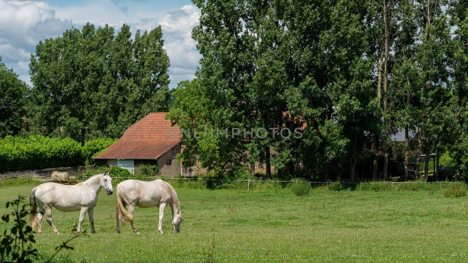 Two white horses grazing in the pasture.