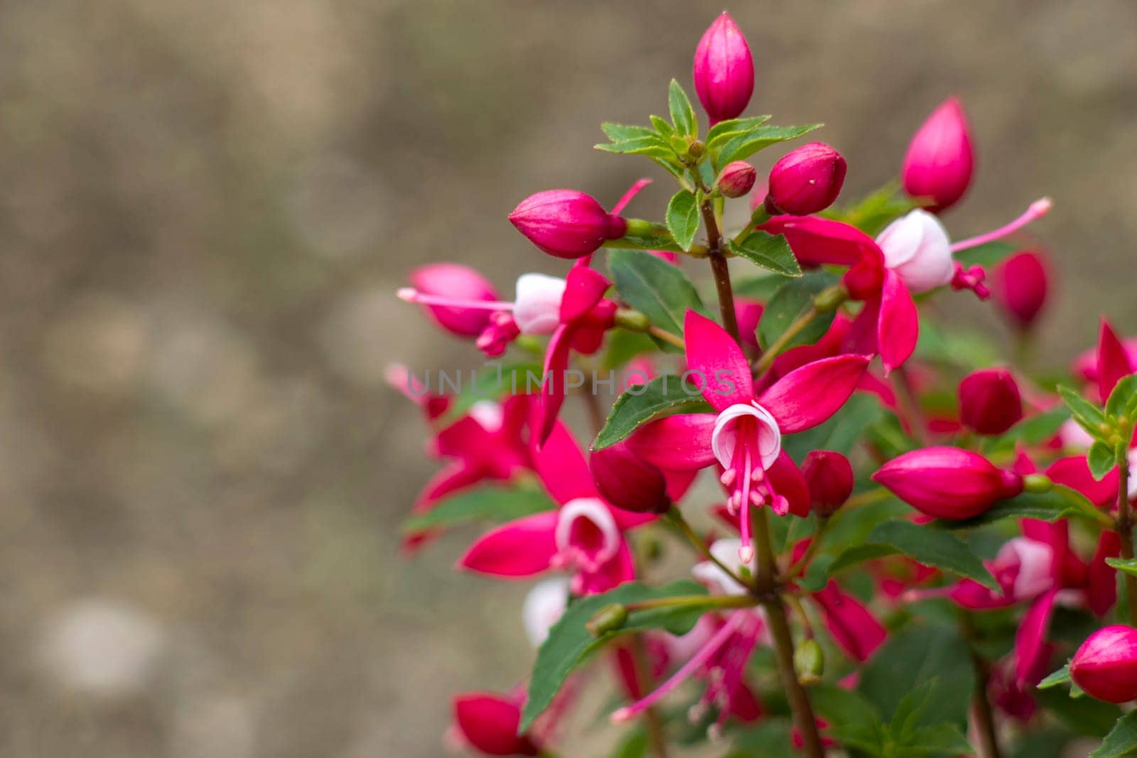 Fuchsia (Fuchsia hybrida) in the garden