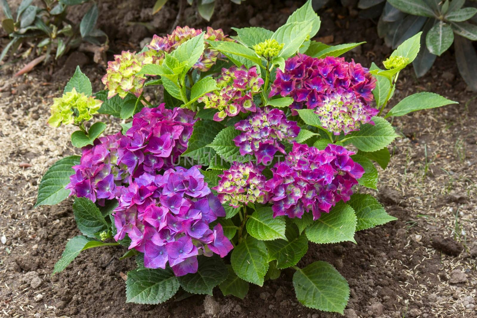 violet hortensia flowers in the garden