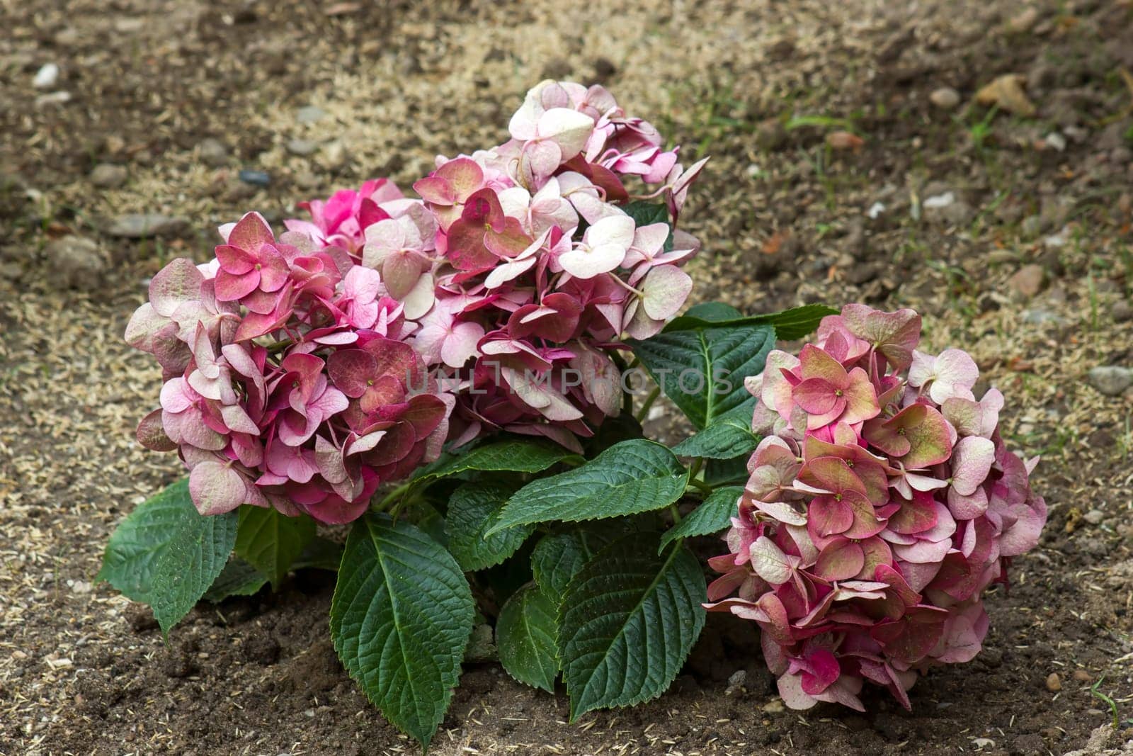 pink hortensia flowers in the garden