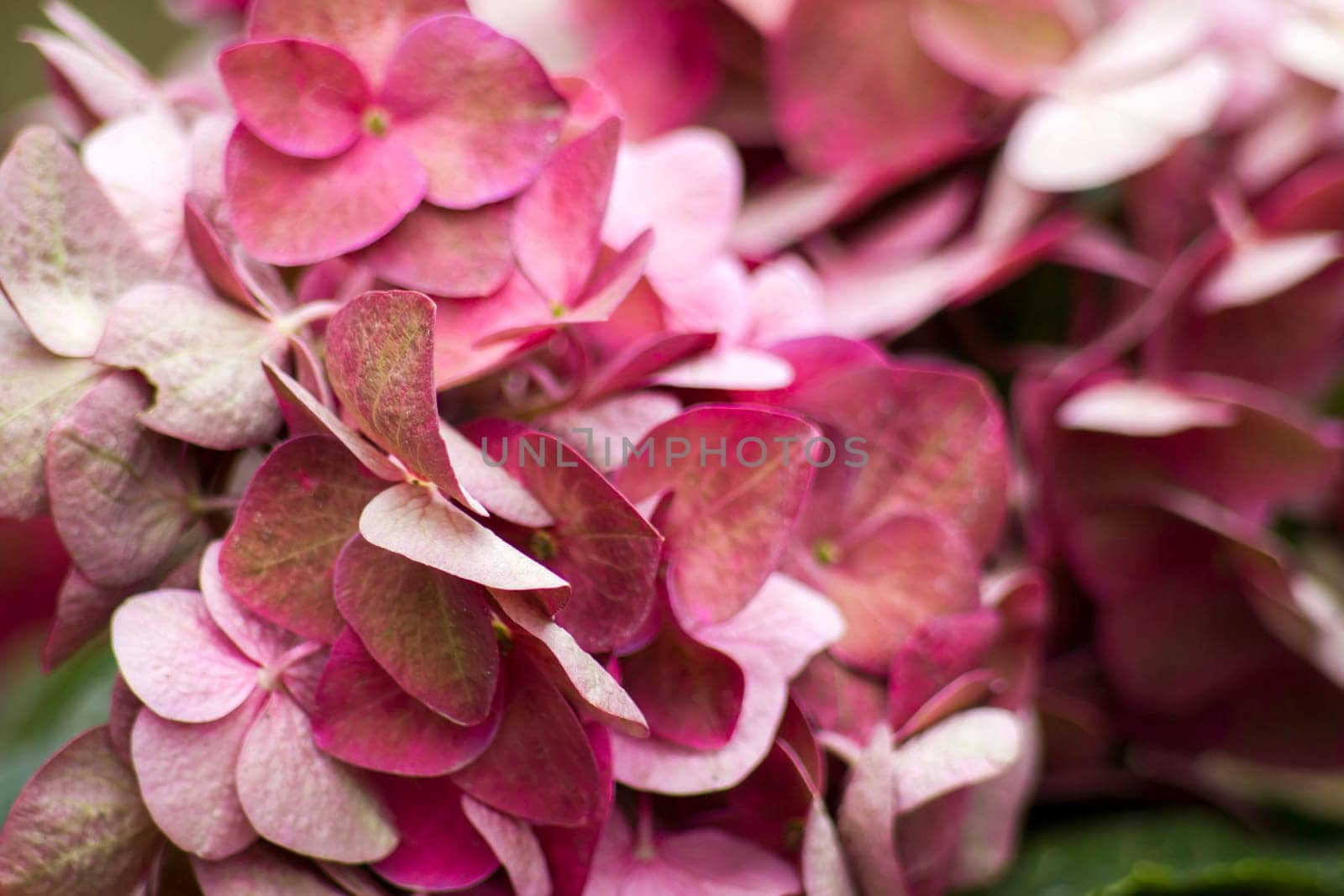 pink hortensia flowers - close up