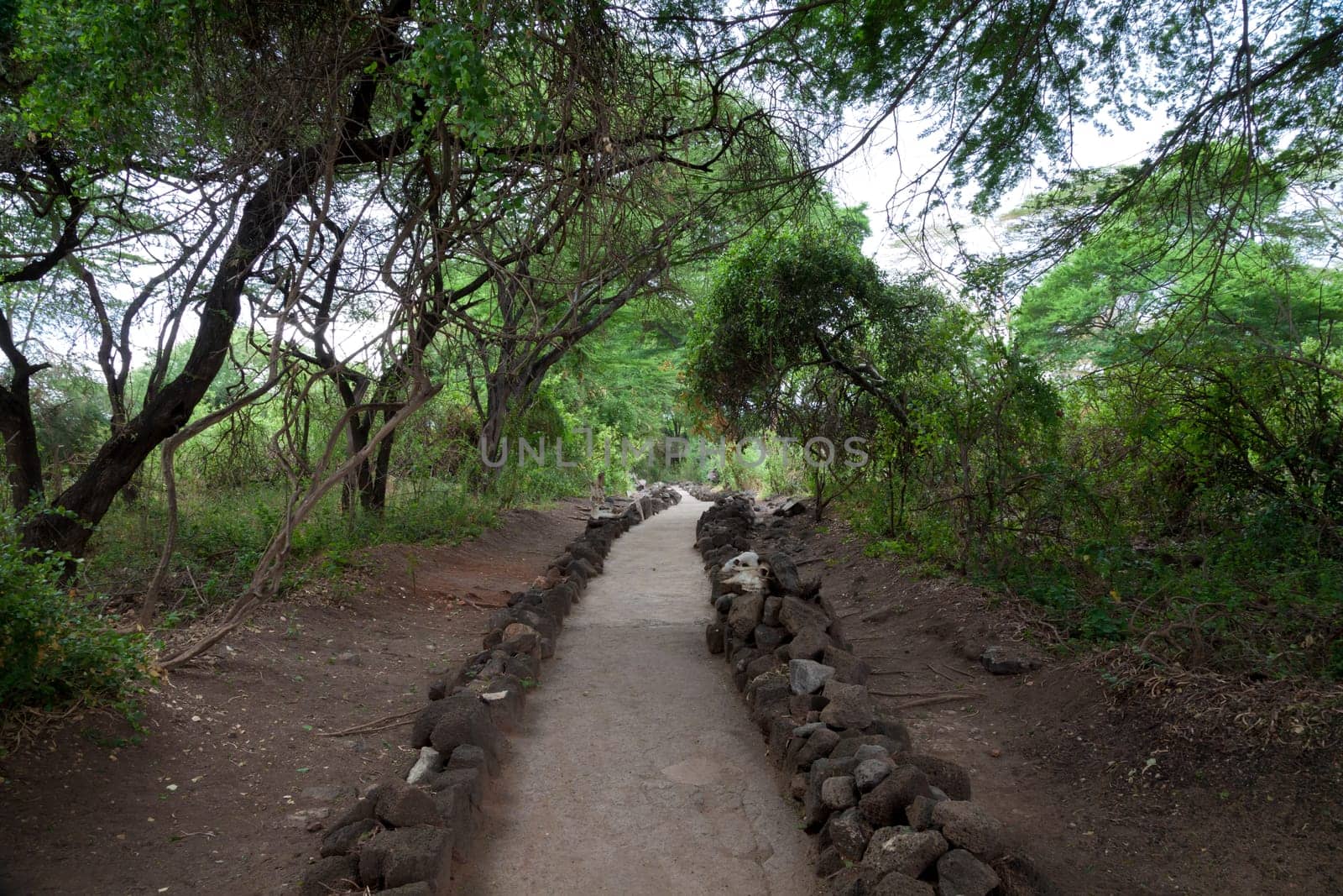 Path in Mzima Springs, scenery of a oasis in Kenya.