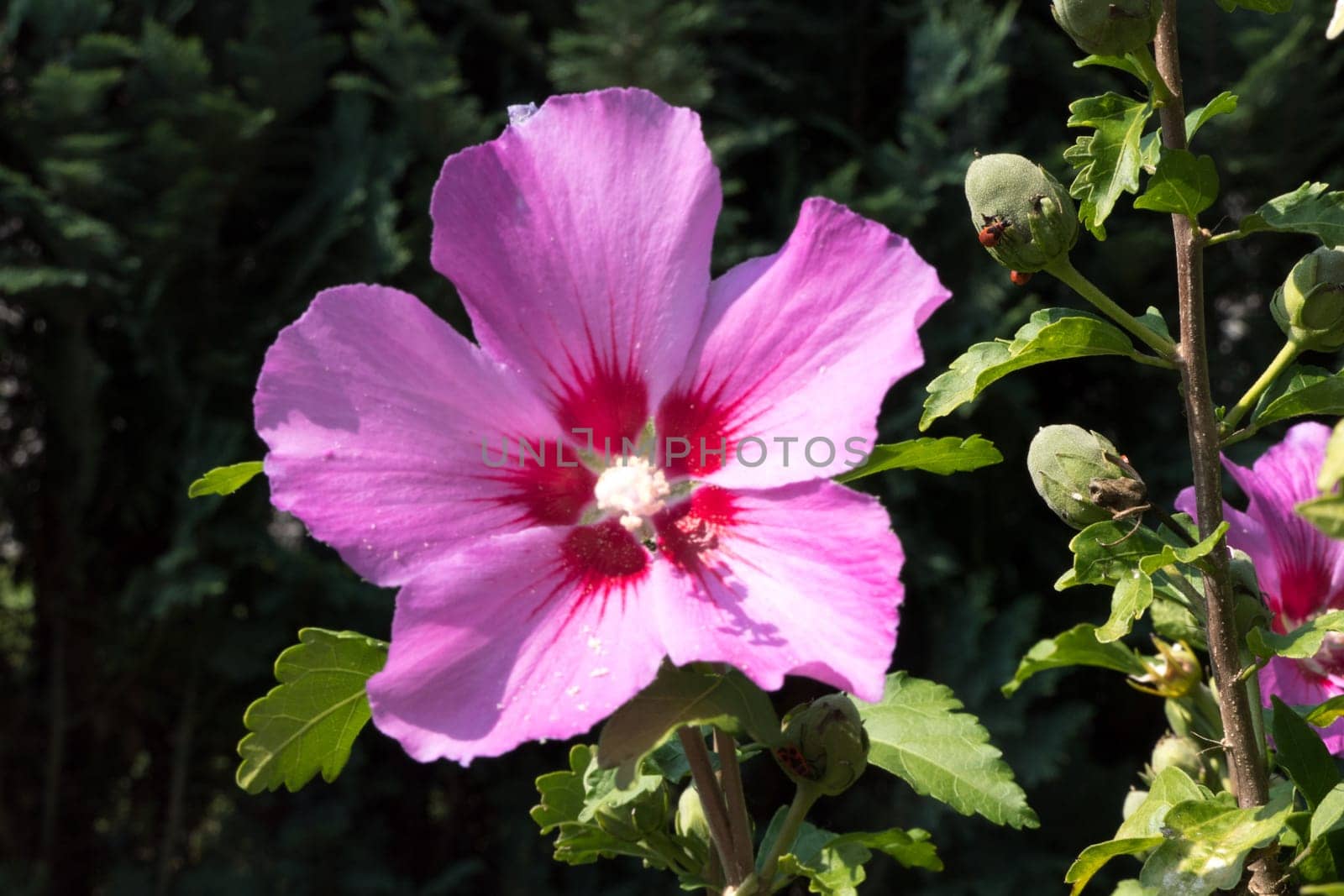 One beautiful pink flower surrounded by green branches