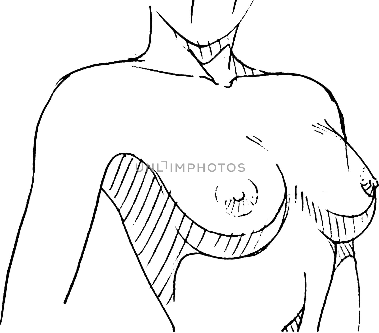 Tutorial of drawing a female body. Drawing the human body, step by step lessons. Female breast drawing tutorial. Drawing a woman's body with an emphasis on breasts.
