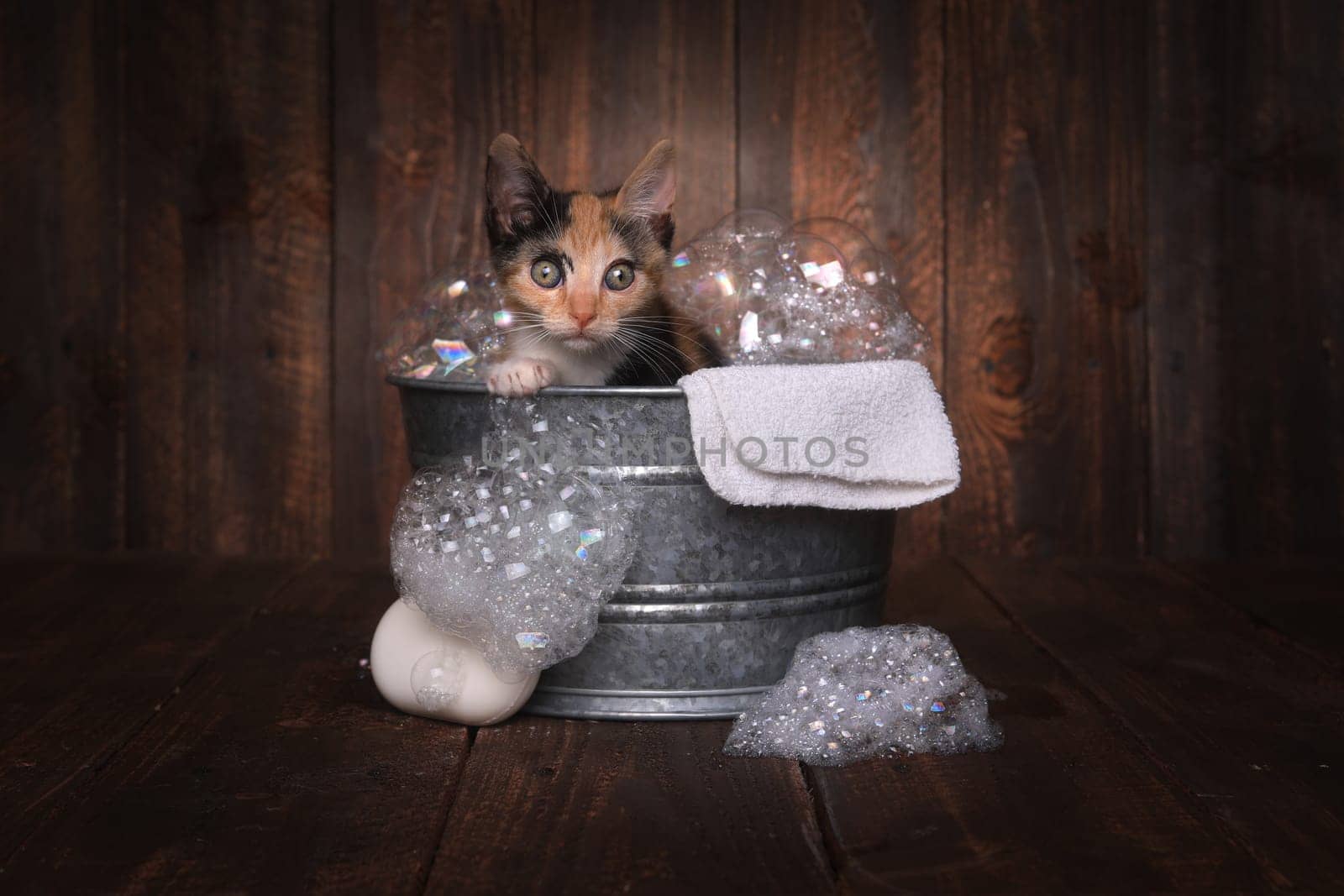 Cute Kitten in Washtub Getting Groomed By Bubble Bath