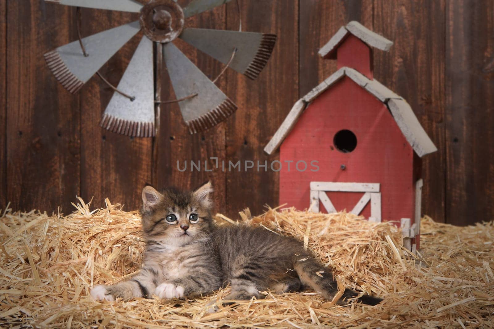 Adorable Kitten in a Barn Setting With Straw